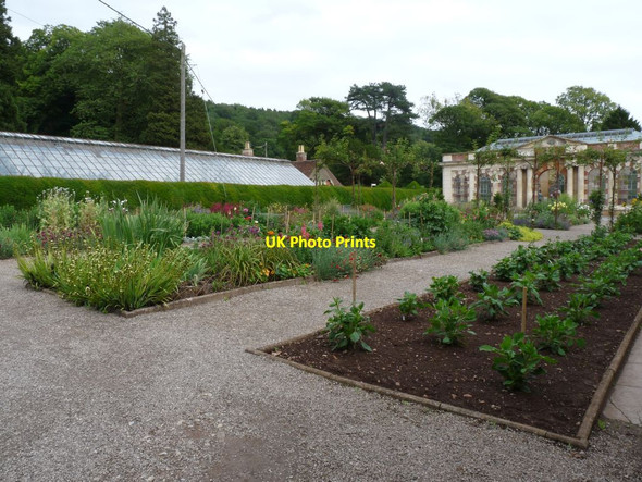 Photo 6"x4" Kitchen garden at Tyntesfield Tyntesfield c2015