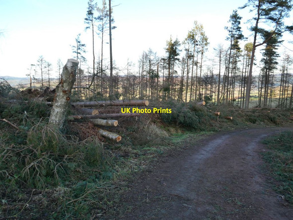 Photo 6"x4" Windthrow in Simonside Forest Newtown\/NU0300 c2022