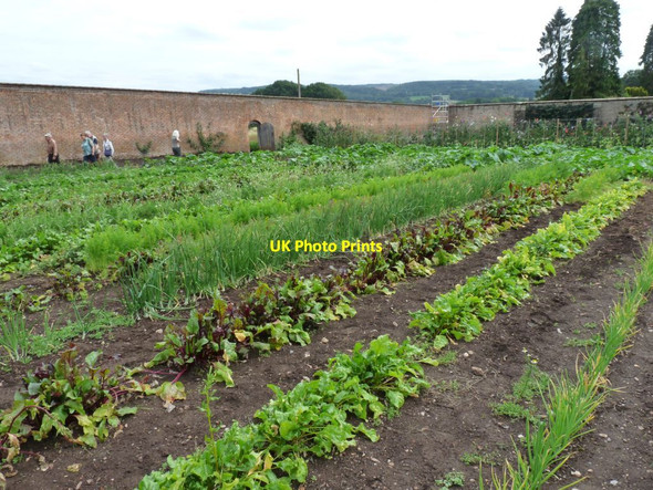 Photo 6"x4" Vegetable beds Tyntesfield c2015
