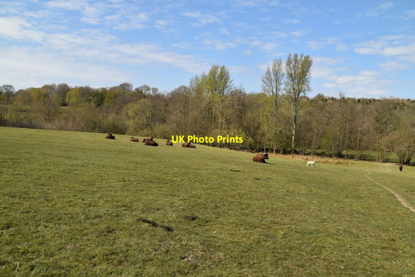 Photo 6"x4" Cattle at rest Furner's Green c2021