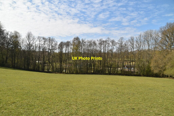 Photo 6"x4" Line of trees and pasture Furner's Green c2021