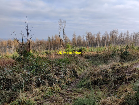 Photo 6"x4" Stanbroughs Wood on Brown Clee Hill Burwarton c2022