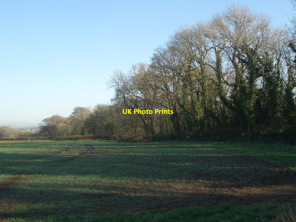 Photo 6"x4" Winter trees at the north side of Tythegston\u00e2\u0080\u0099s Long Belt Tythegston c2022
