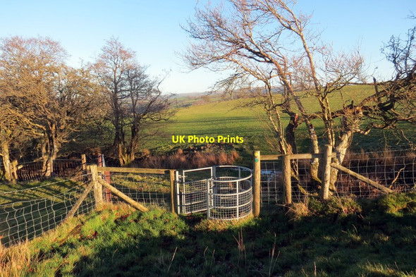 Photo 6"x4" Llwybr ar Bentir-bach \/ Path on Pentir-bach Cilgwyn\/SN7429 c2022