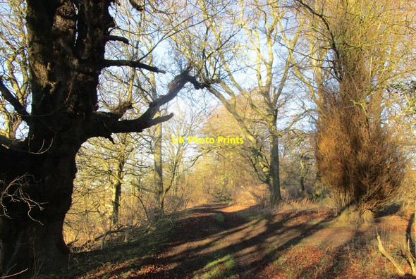 Photo 6"x4" Woodland track near Belton Ashes Londonthorpe c2022