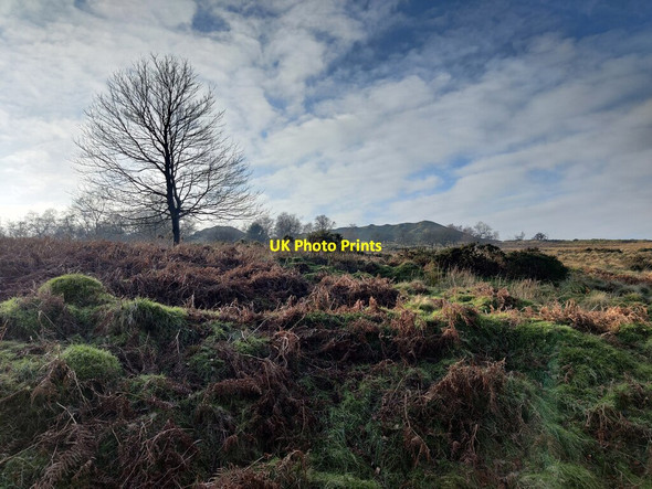 Photo 6"x4" Tree at Brown Clee Hill Hillside\/SO5987 c2022