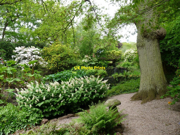 Photo 6"x4" Woodland path at Hodnet Hall Hodnet c2013