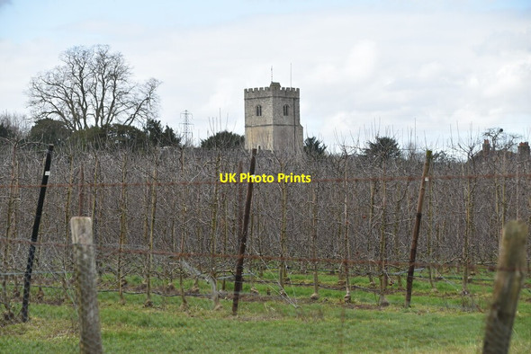 Photo 6"x4" Church of St James and orchard East Malling c2021
