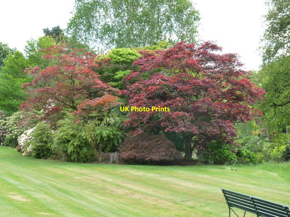 Photo 6"x4" Acers in the garden at Hodnet Hodnet c2013