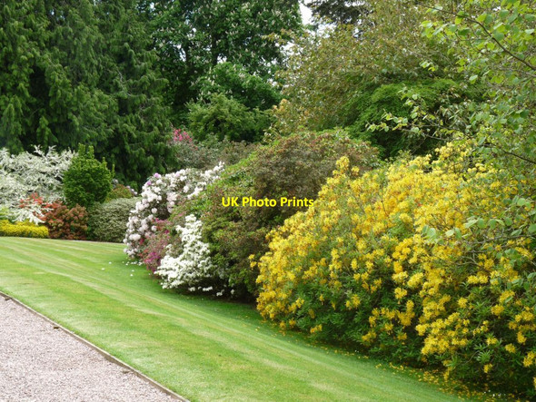 Photo 6"x4" Azaleas on a bank below the Hall Hodnet c2013