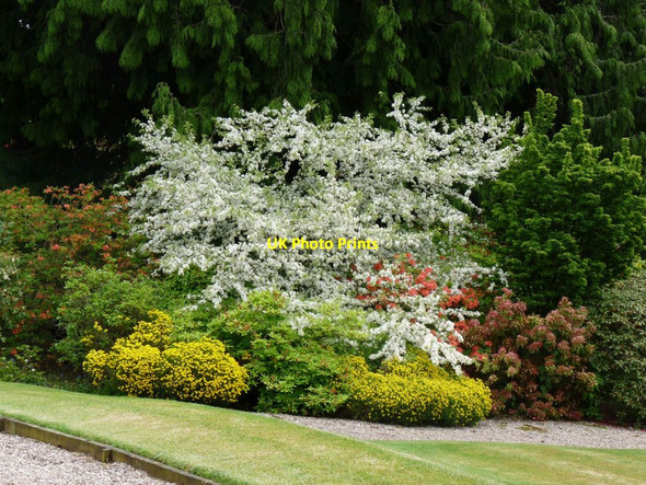 Photo 6"x4" Colourful shrubs on the side of the path Hodnet c2013