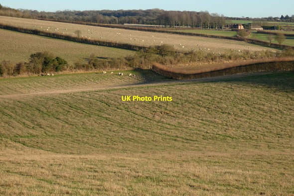 Photo 6"x4" Pasture, Overton Laverstoke c2022