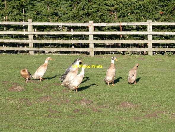 Photo 6"x4" Geese at New Dotland Farm Diptonmill c2022