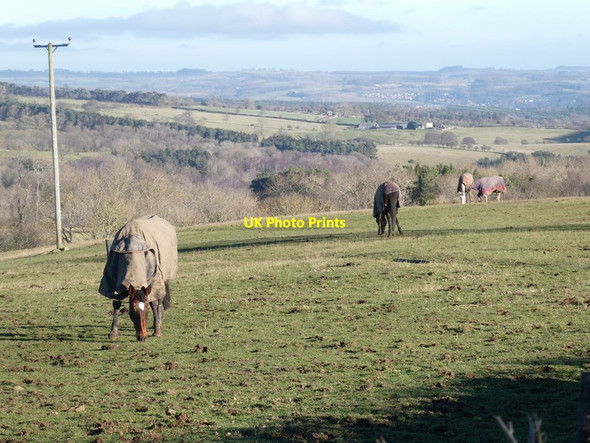 Photo 6"x4" A chilly day for horses Diptonmill c2022