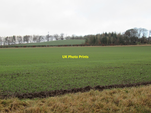 Photo 6"x4" Winter cereals near Greenside Woodside\/NO4207 c2022