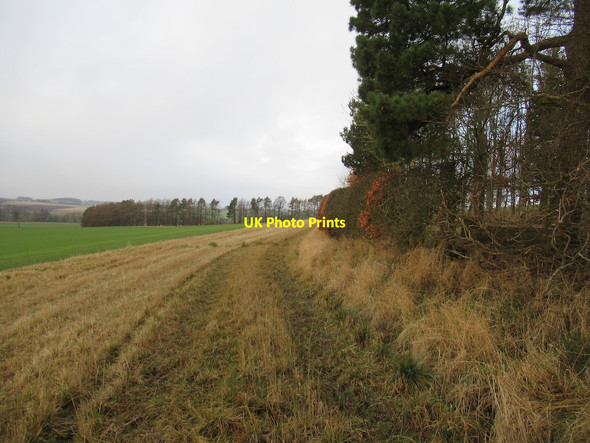 Photo 6"x4" Headland strip, Greenside Woodside\/NO4207 c2022