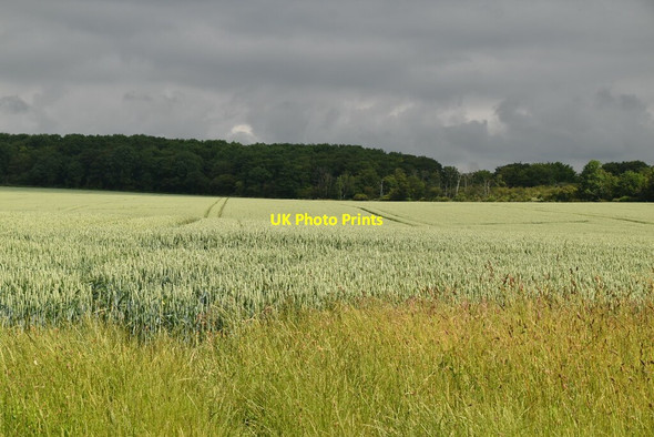 Photo 6"x4" Wheat and woodland The Thrift c2021