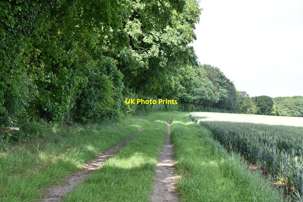 Photo 6"x4" Footpath along Morden Grange Plantation The Thrift c2021