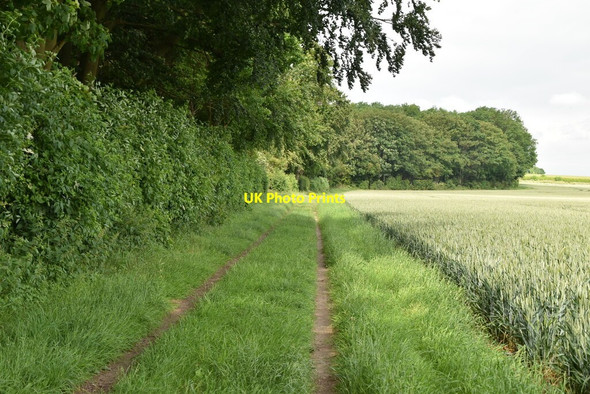 Photo 6"x4" Footpath along Morden Grange Plantation The Thrift c2021 P1