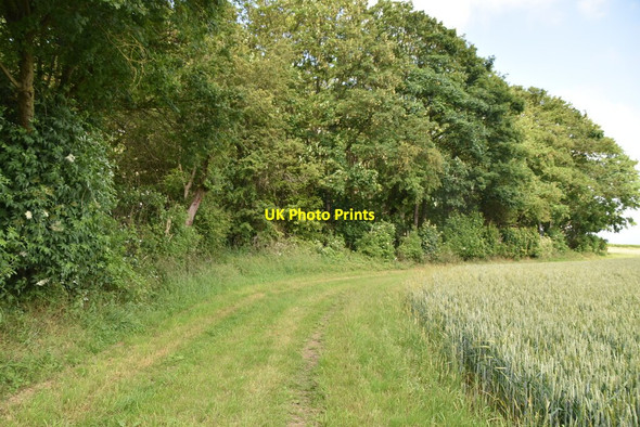Photo 6"x4" Footpath along Morden Grange Plantation The Thrift c2021