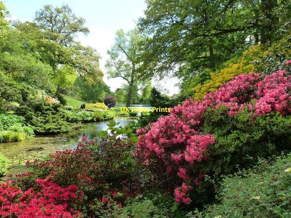 Photo 6"x4" Looking back from the Pike Pool to the Main Pool Hodnet c2013