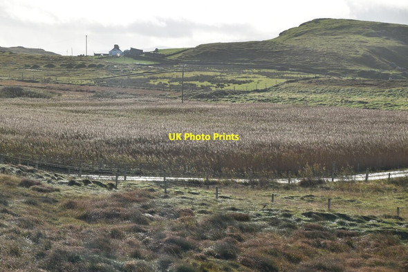 Photo 6"x4" Reed filled lake Ballygorman c2021