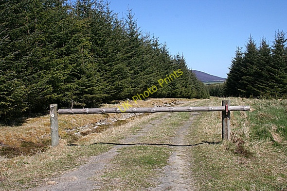 Photo 6"x4" Forest Track Badeach c2009