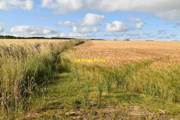 Photo 6"x4" Field of Barley Castletown\/ND1967 c2021