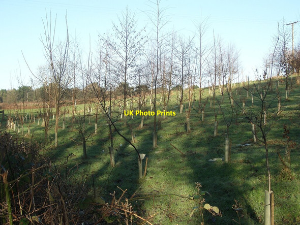 Photo 6"x4" Young trees north east of Wig Fach Tythegston c2022