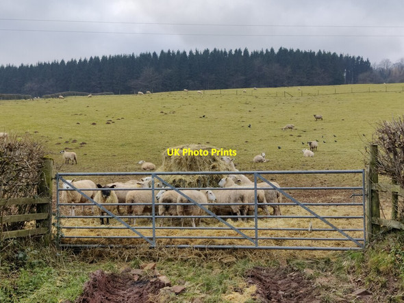 Photo 6"x4" Sheep near Hillside Farm Hillside\/SO5987 c2022