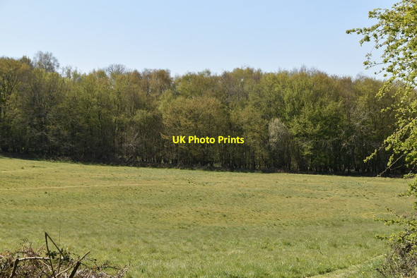Photo 6"x4" Coneyborough Wood Sheffield Green\/TQ4124 c2021