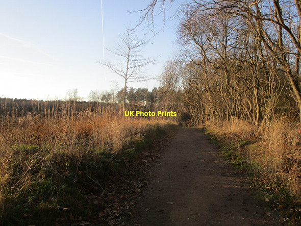 Photo 6"x4" Chestnut Screed Clipstone\/SK5863 c2022