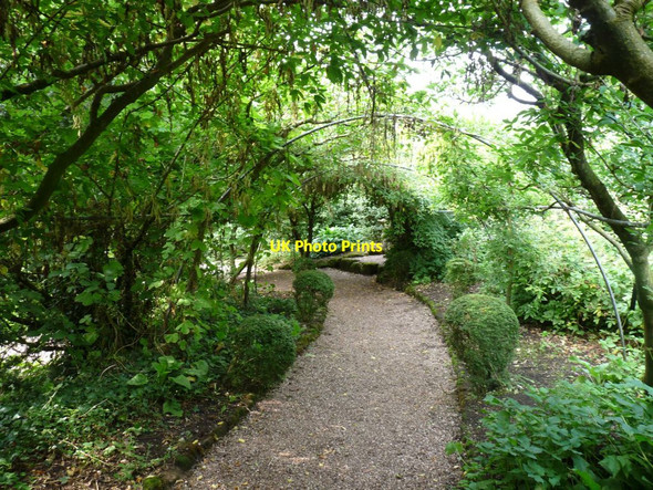 Photo 6"x4" Out of season Laburnum arch Aston\/SJ7541 c2013