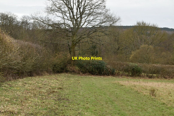 Photo 6"x4" Sussex Border Path Danegate c2021