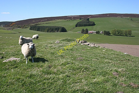 Photo 6"x4" Glen Rinnes Achmore\/NJ2631 c2009