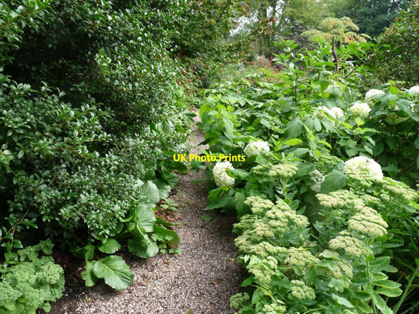 Photo 6"x4" Gravel path through the shrubs Blackbrook\/SJ7639 c2013
