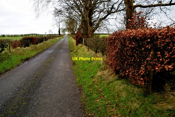 Photo 6"x4" Copper beech hedge along Roeglen Road Milltown\/H5775 c2022