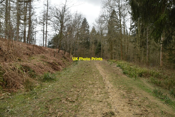 Photo 6"x4" Track, Darwell Wood Hollingrove c2021