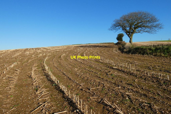 Photo 6"x4" Farmland, St Michael Penkevil Tresillian c2022
