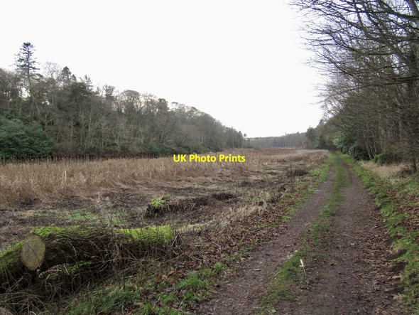 Photo 6"x4" Marsh, Balgone Lake Kingston\/NT5482 c2022