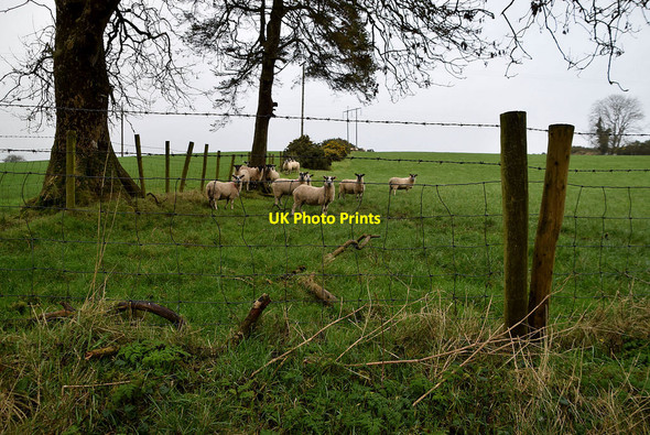 Photo 6"x4" Sheep, Bracky Milltown\/H5775 c2022