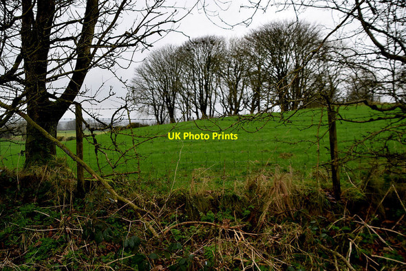 Photo 6"x4" Trees, Bracky Milltown\/H5775 c2022