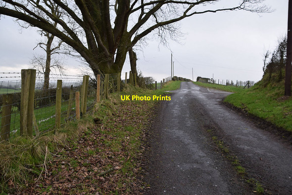 Photo 6"x4" Large tree along Stoneleigh Road Milltown\/H5775 c2022
