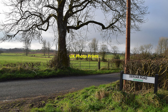 Photo 6"x4" Bare tree, Deroran Beragh c2022