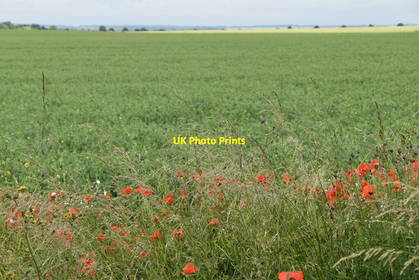 Photo 6"x4" Poppies by Ashwell Street Gatley End c2021 P1