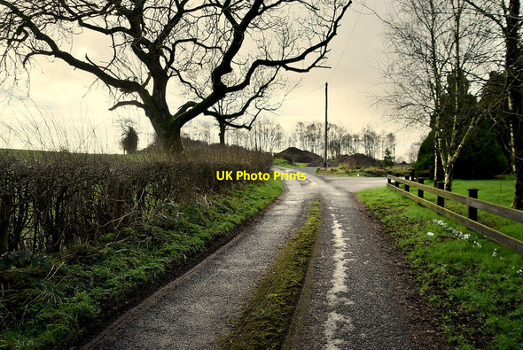 Photo 6"x4" Bare tree along Lisboy Road Beragh c2022