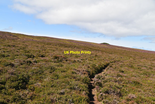 Photo 6"x4" Moorland, Mey Hill East Mey c2021 P1