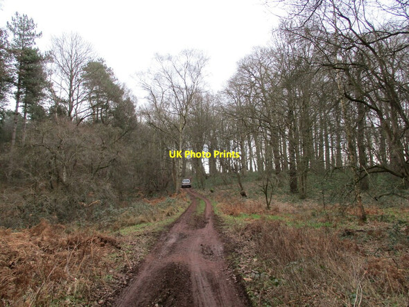 Photo 6"x4" Byway to Hazel Gap Norton\/SK5772 c2022