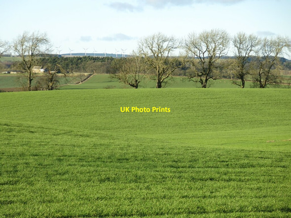 Photo 6"x4" Farmland and trees west of Bingfield Eastside Bingfield c2022