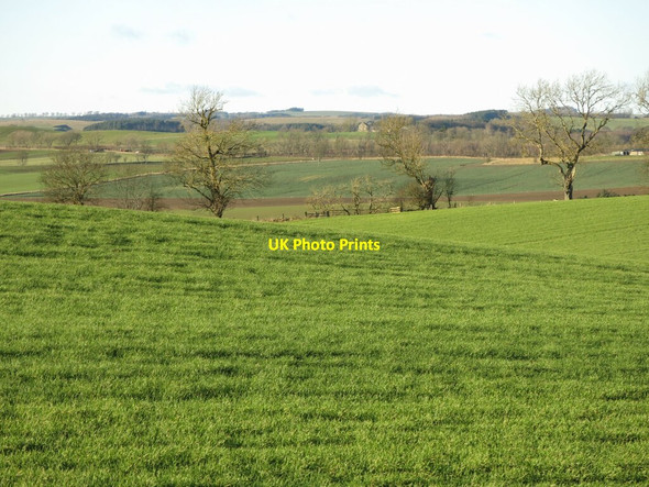 Photo 6"x4" Farmland and trees west of Bingfield Eastside (2) Bingfield c2022